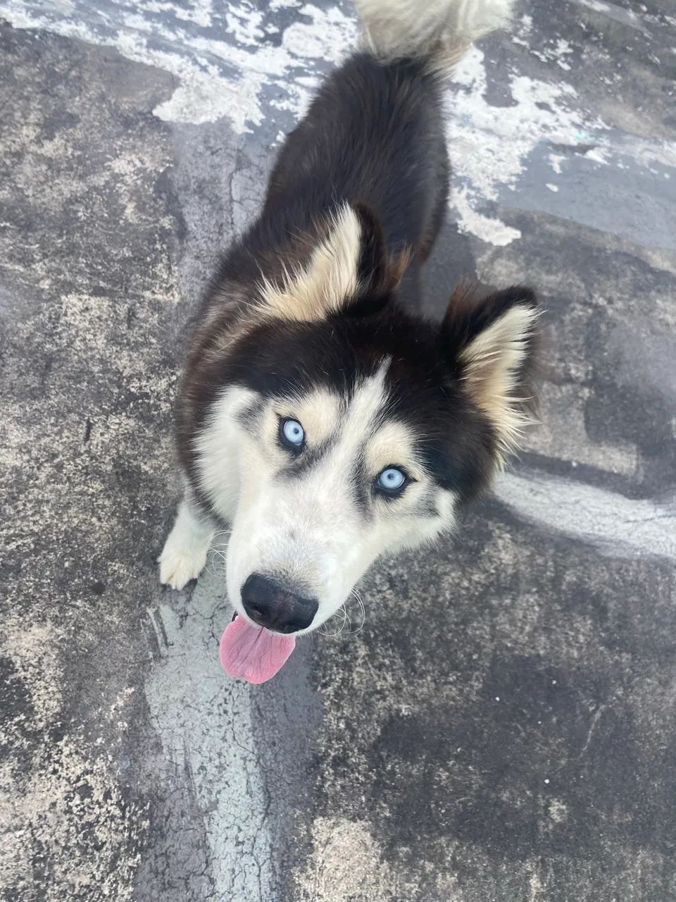 Doa- se husky siberiano  - Foto 2