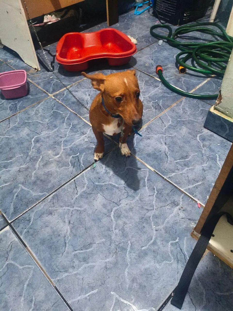 Doação de cachorro  - Foto 3
