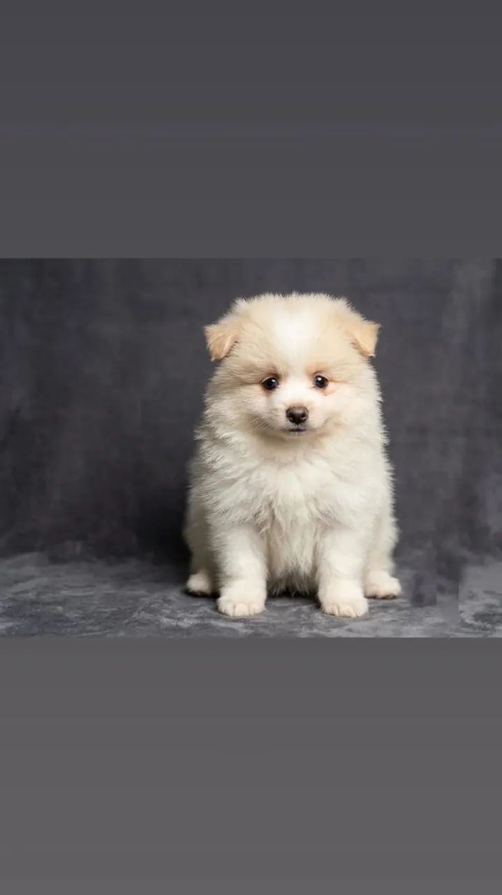 Spitz alemão  - Foto 4