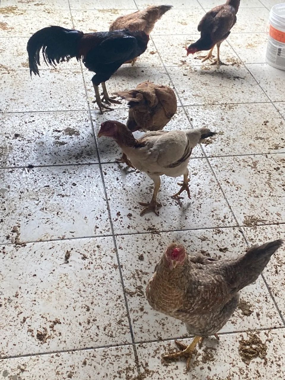 Galinhas botando ovo