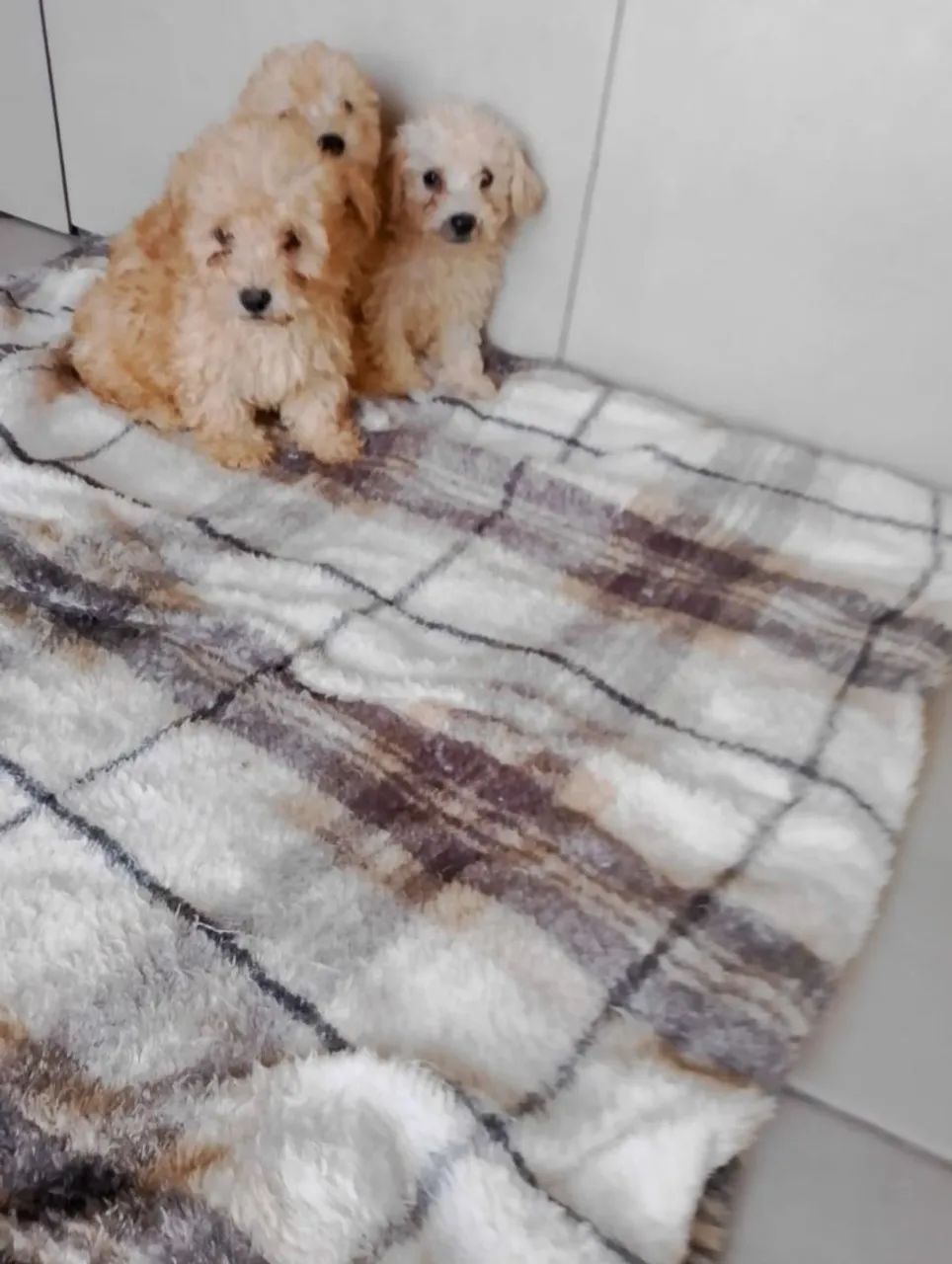 Filhotes de poodle macho - Foto 2