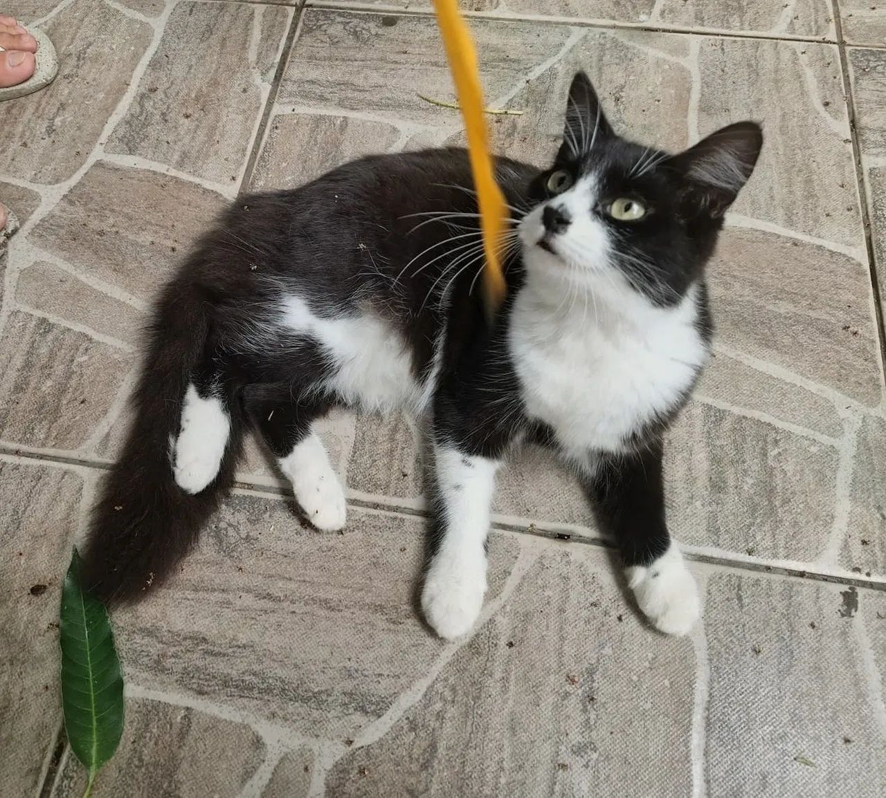 Gata frajola, preta e branca linda, pelo macio, muito fofa