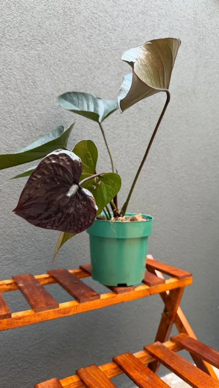 Mudas Jiboia Verde e Anturios - Foto 4