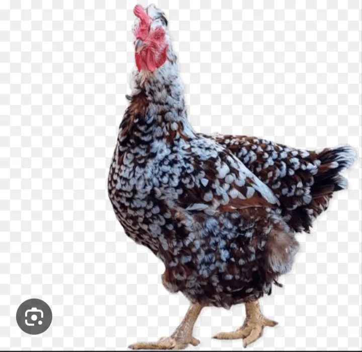 Ovos gsb 