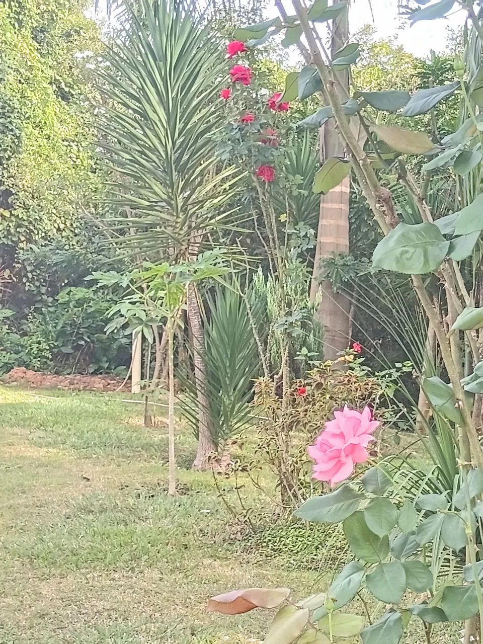 Serviços de jardinagem e limpeza de sítio e lotes em geral  - Foto 2