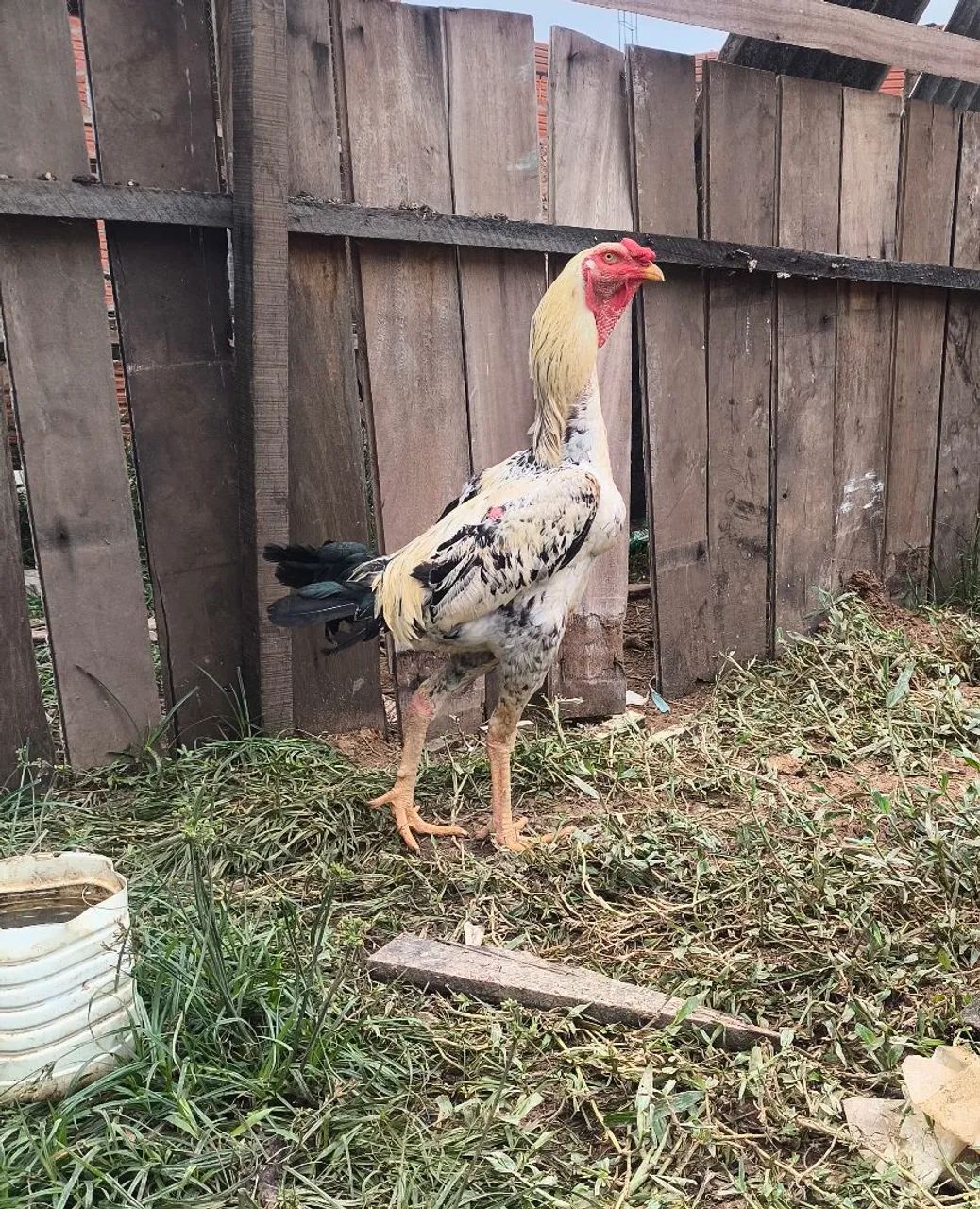 Frango índio gigante  - Foto 2