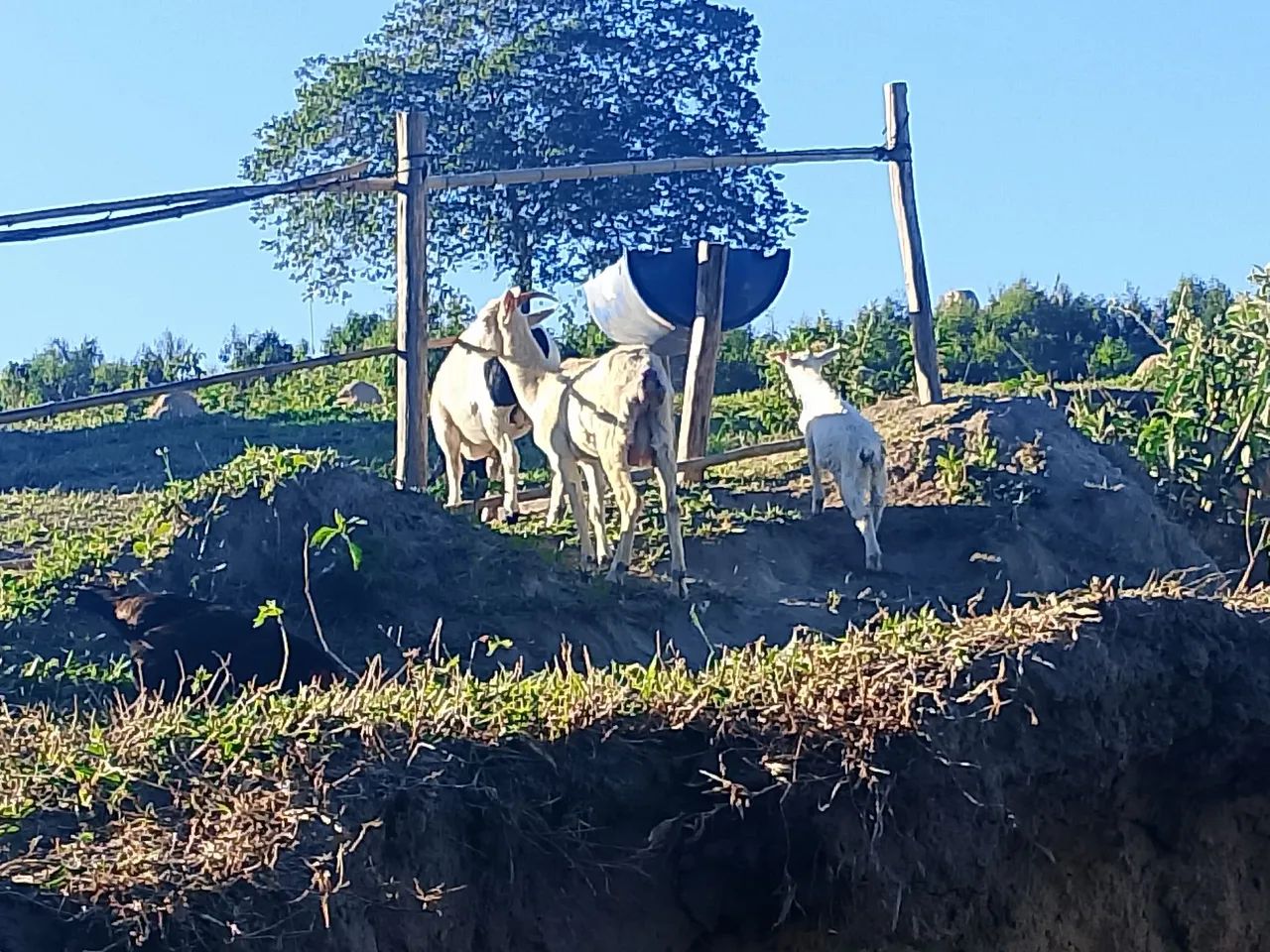 cabra parida de macho  - Foto 2