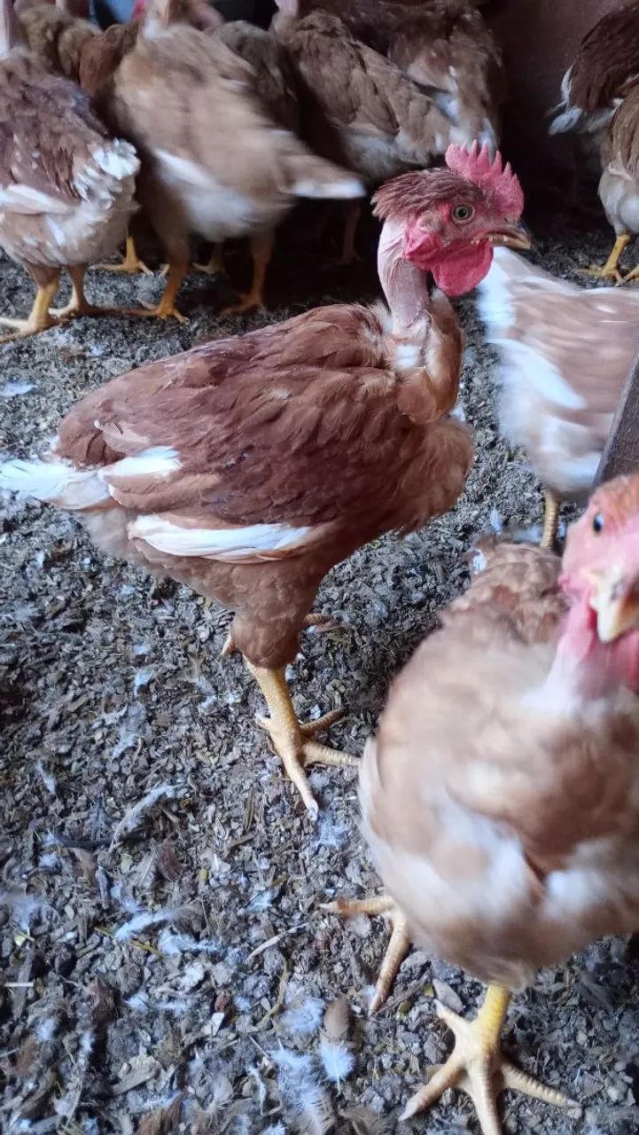 Frango caipira melhorado 