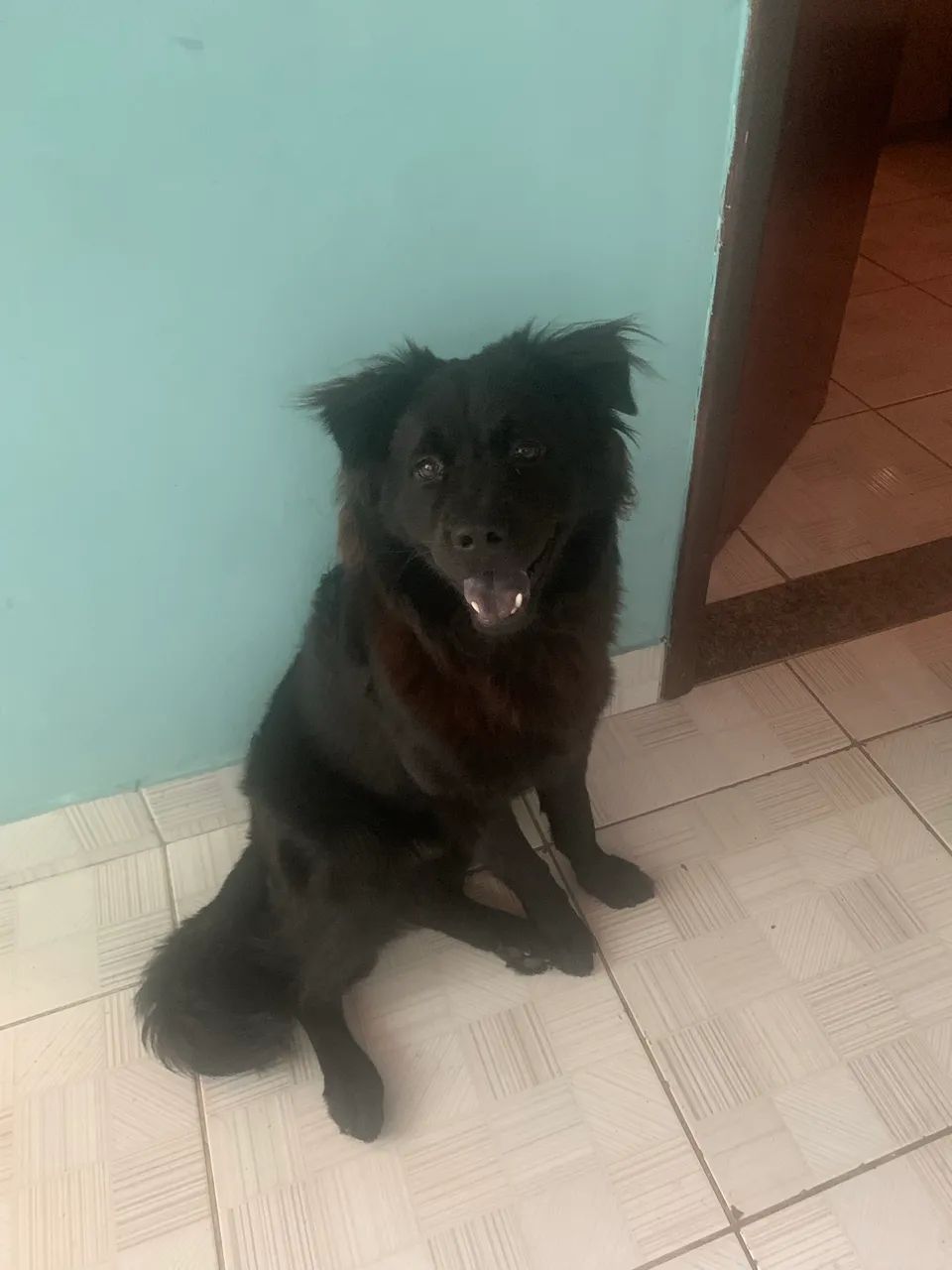 Dog chow chow 