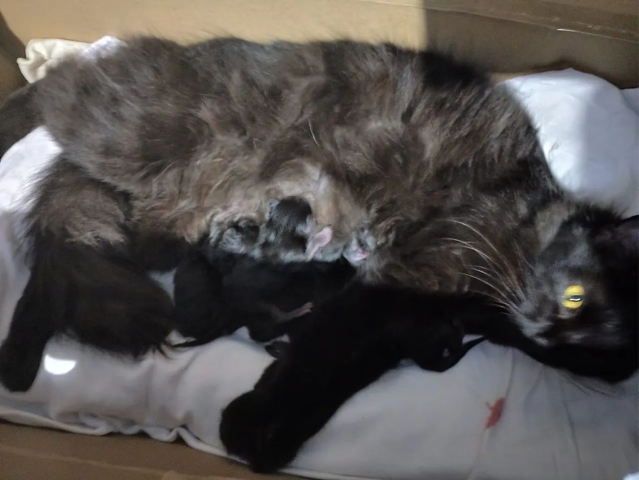 Filhotes de Gato Angora  - Foto 3