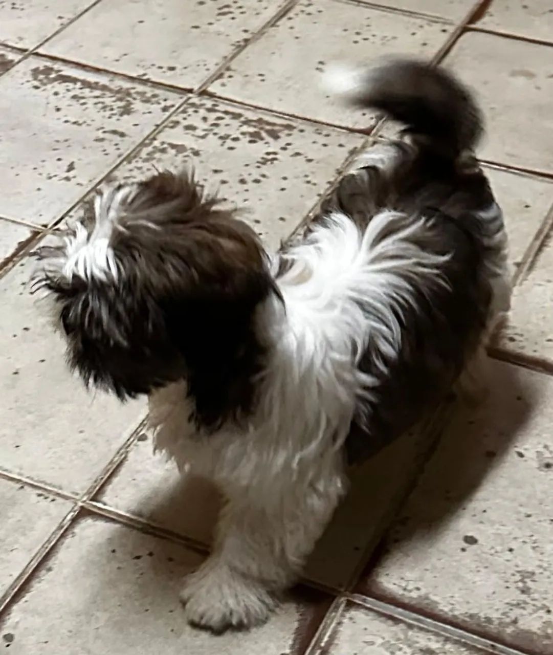 Cachorro - Foto 2