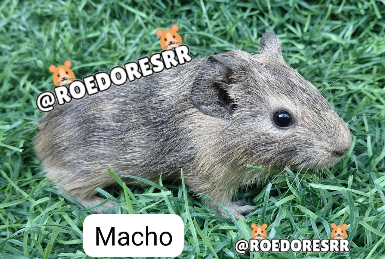 PORQUINHOS DA INDIA  - Foto 2