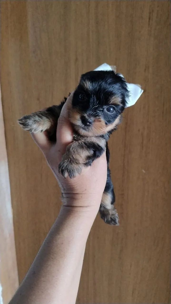 Yorkshire terrier mini