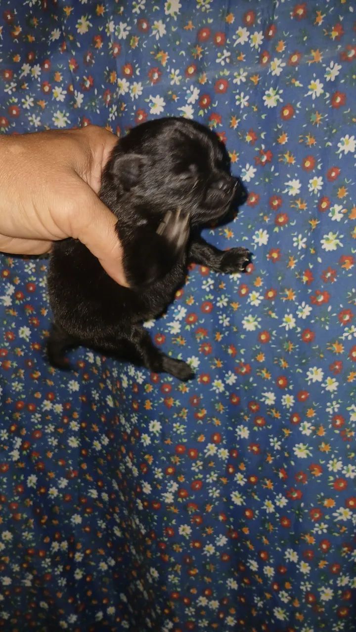 Spitz Alemão anã - Foto 2