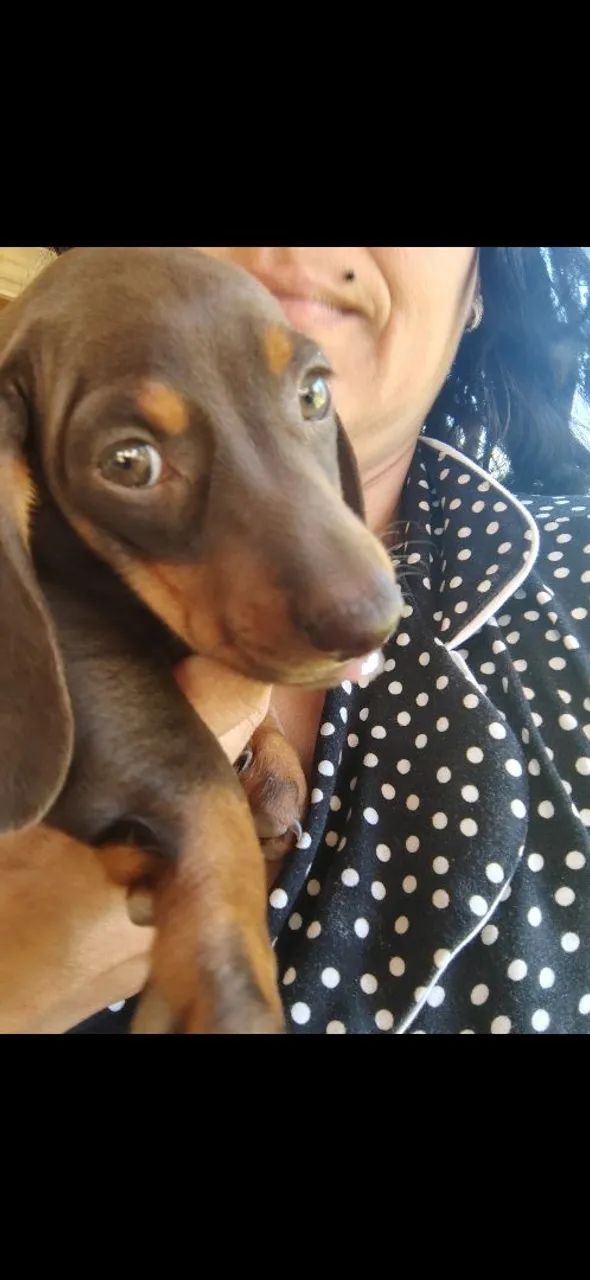 BELISSIMOS DACHSHUND, FAMOSO BASSÊ SALSICHA  - Foto 3