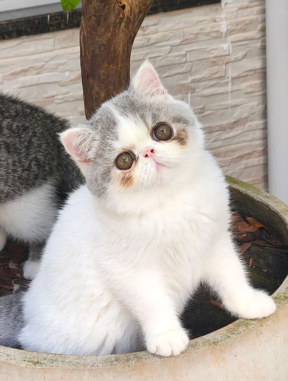 Raça Exotic Shorthair  - Foto 6