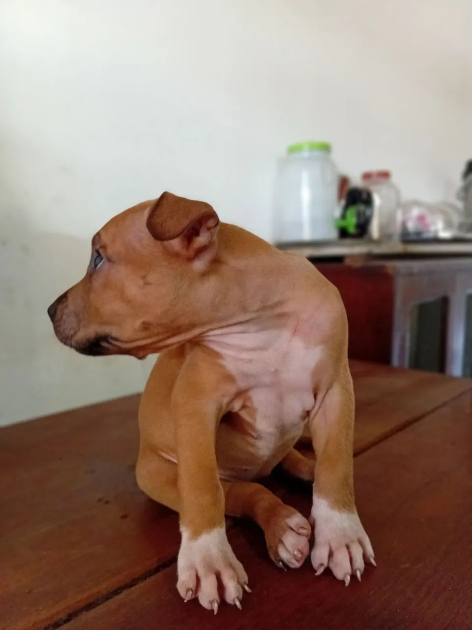 Pitbull