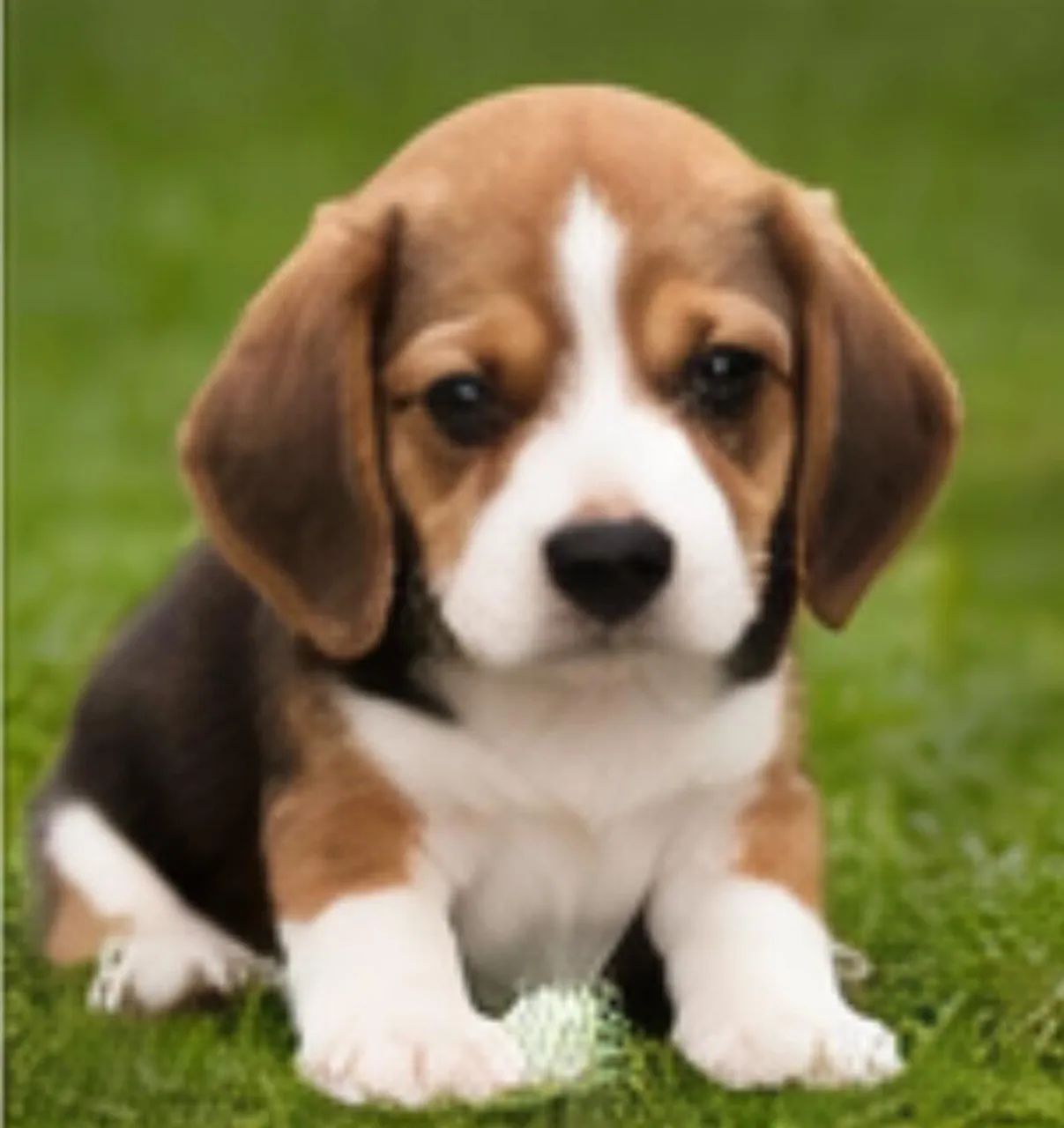 Beagle puro, ativo e inteligente 