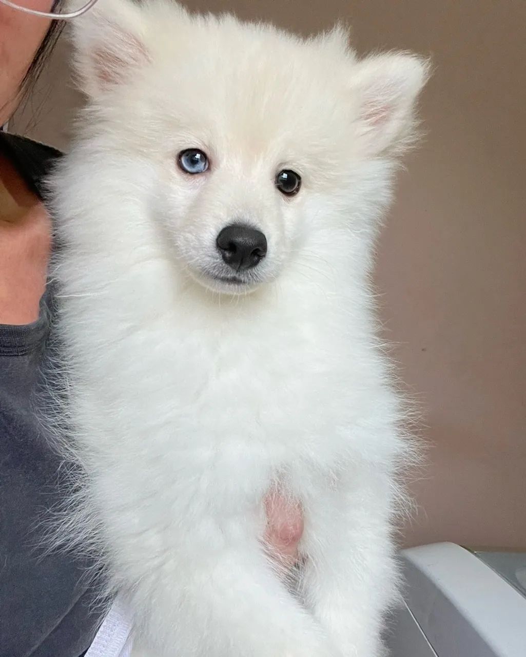 Pomsky - Foto 5