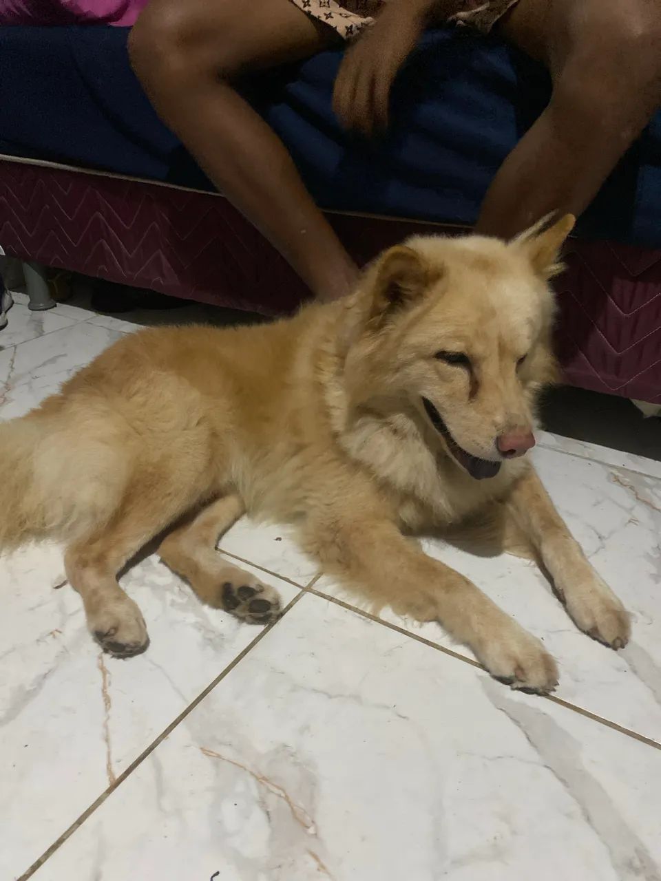 Cachorro 