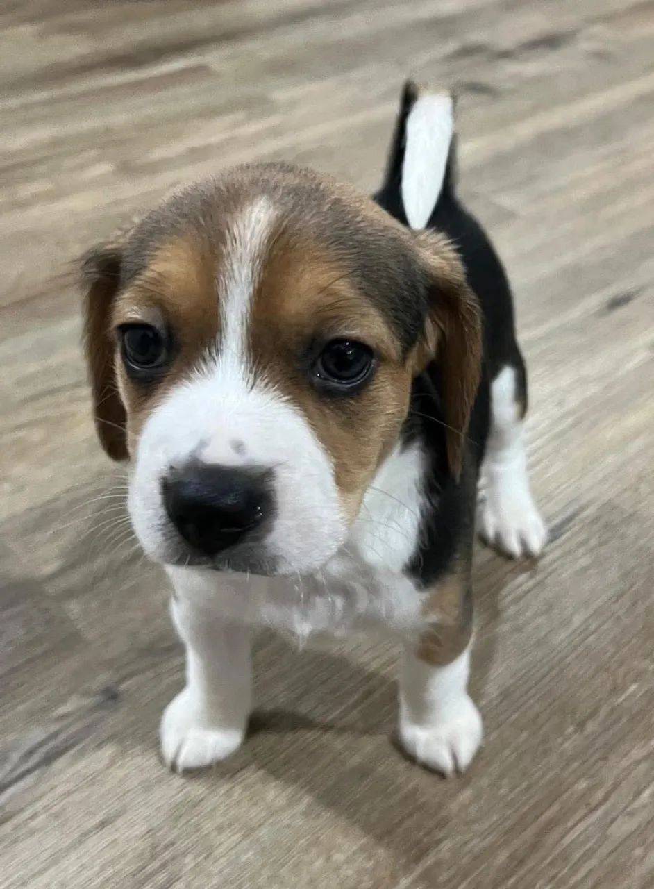 Beagle esperto e brincalhao 