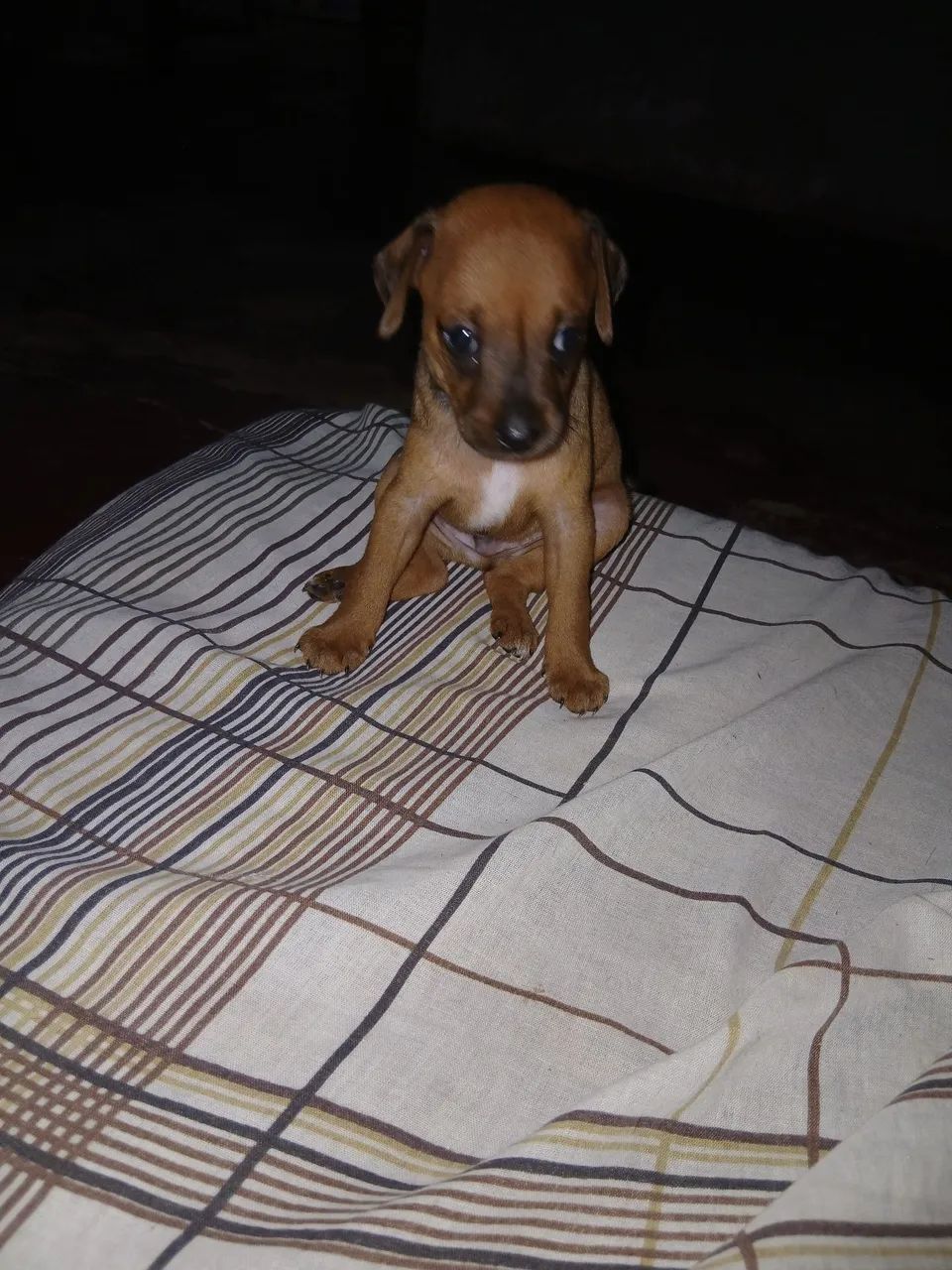Animais  - Foto 4