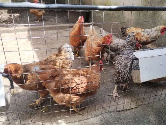 Ovos de Galinha Caipirão - Foto 2