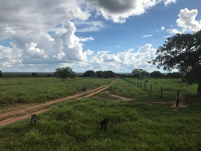 Fazenda 354,hectares - Foto 4