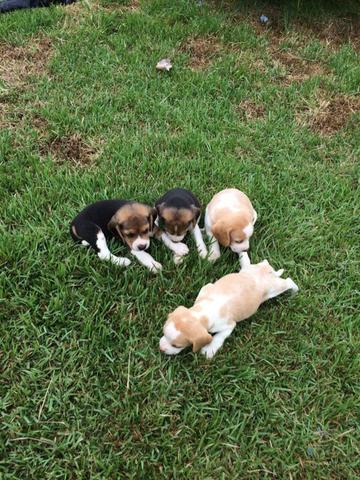 Filhote beagle pedigree - Foto 2