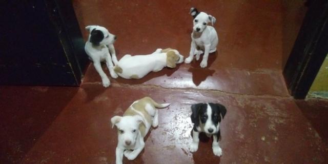 Vende-se seis cachorrinhos rua madressilva 3598 bairro conceição porto velho RO