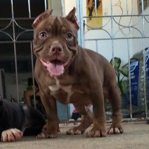 Filhote de American Bully