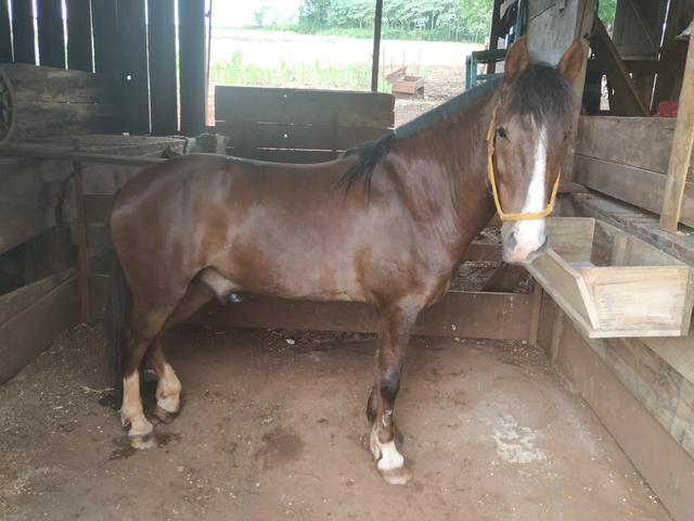 Cavalo crioulo