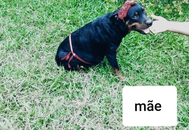 Filhotes de rottweiler de alta qualidade - Foto 2