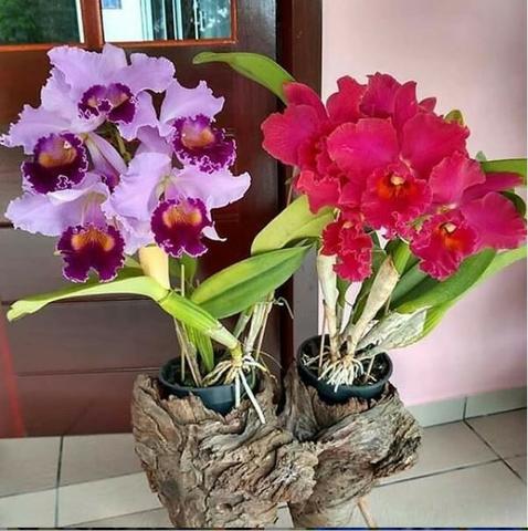 Curso Como Cuidar de Orquídeas + 2 Super bonus