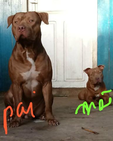 American pitbull