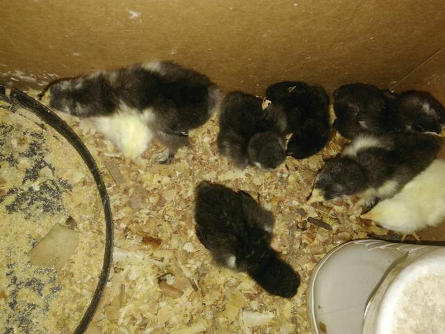 Pintnhos Brahma Black - Foto 2