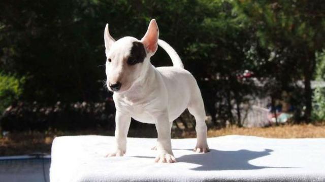 Bull Terrier Inglês, somos a unica rede com clinicas veterinarias, what's (11) 3862-3206