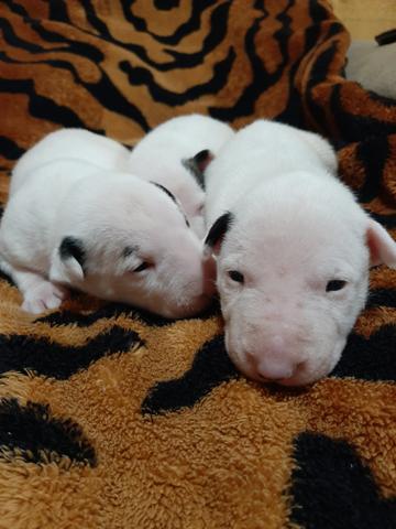 Bull terrier Standard - Foto 4
