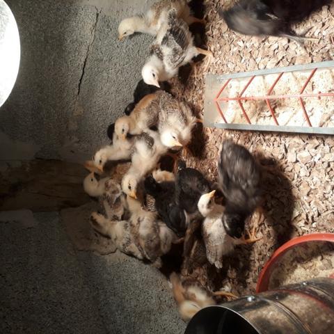 Galinha caipira e caipirão - Foto 4