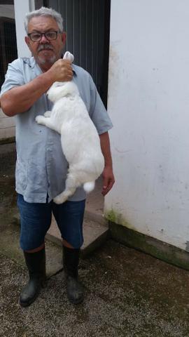 Coelho gigante - não entregamos - Foto 3