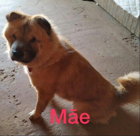 Filhote de Chow-Chow (Língua Roxa) - Foto 2