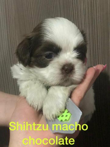 S h i t z u a sua espera