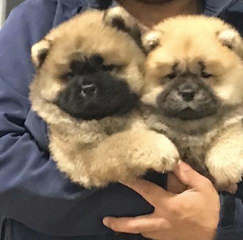 Filhotes Lindos de Chow Chow