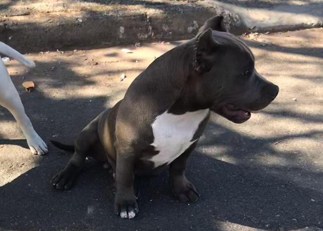 American Bully