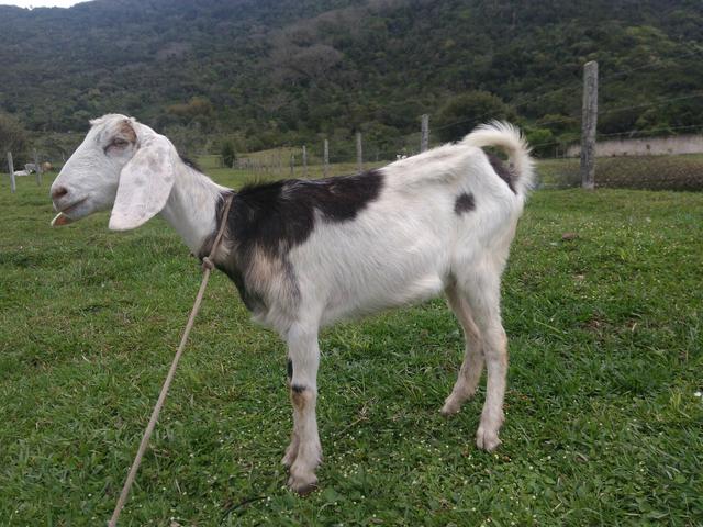Cabras e bodinhos - Foto 2
