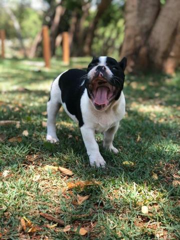 Bulldog francês - Foto 5