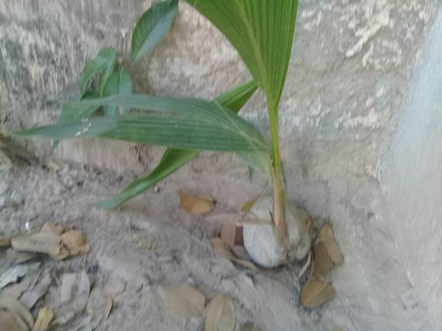 Pé de coqueiro - Foto 2