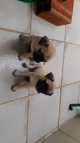 Filhotes de Pug macho - Foto 2