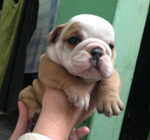 Lindos filhotes de bulldog inglês machos