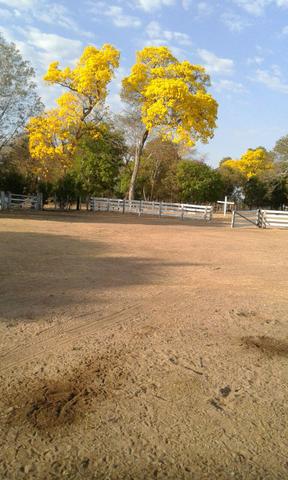 Fazendão em Ribeirão Cascalheira - Foto 5